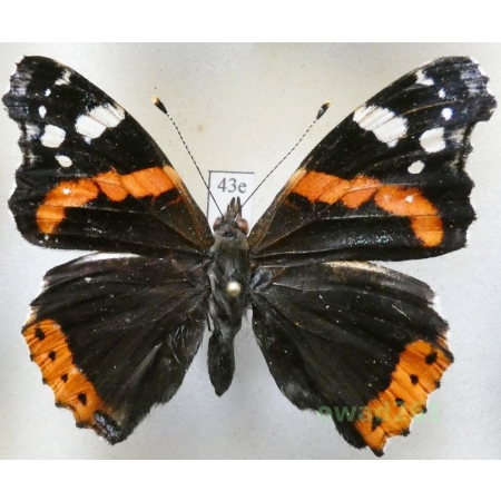 Vanessa atalanta (Linnaeus, 1758) Poland43e